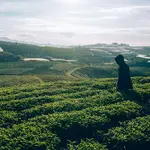 De groene theeplantages van Sri Lanka