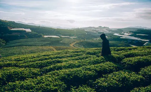 De groene theeplantages van Sri Lanka