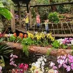 orchideeenhoeve