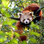 Gaia Zoo Kerkrade