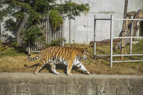 oudste dierentuin in wenen