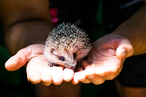 extra aandacht voor dieren in de winter