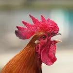 haan kan lawaai maken