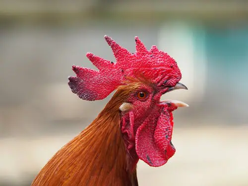 haan kan lawaai maken