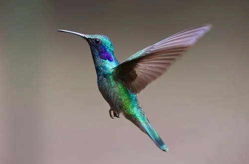 Vogelpark Avifauna.