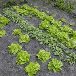 De volkstuin – een groene hobby