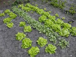 De volkstuin – een groene hobby