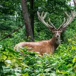 Belevingsroute in NP De Hoge Veluwe