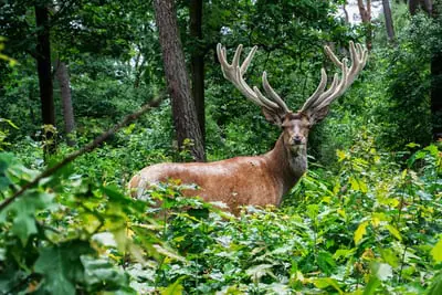Veluwe fiets-4daagse Otterlo