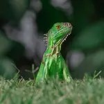 Reptielen Zoo Iguana