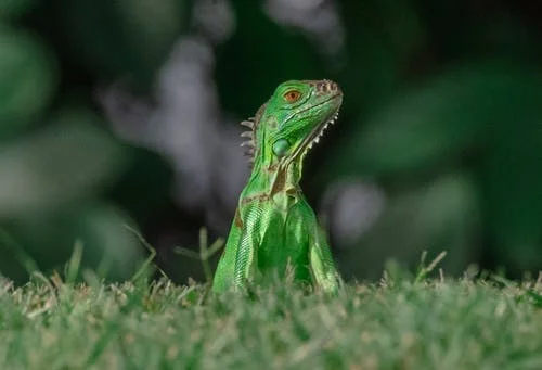 Reptielenzoo SERPO