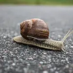 slakken bestrijden