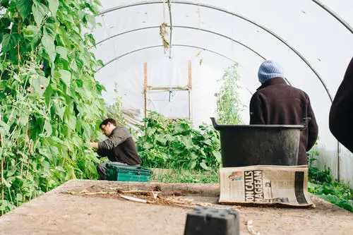 Tuintips december