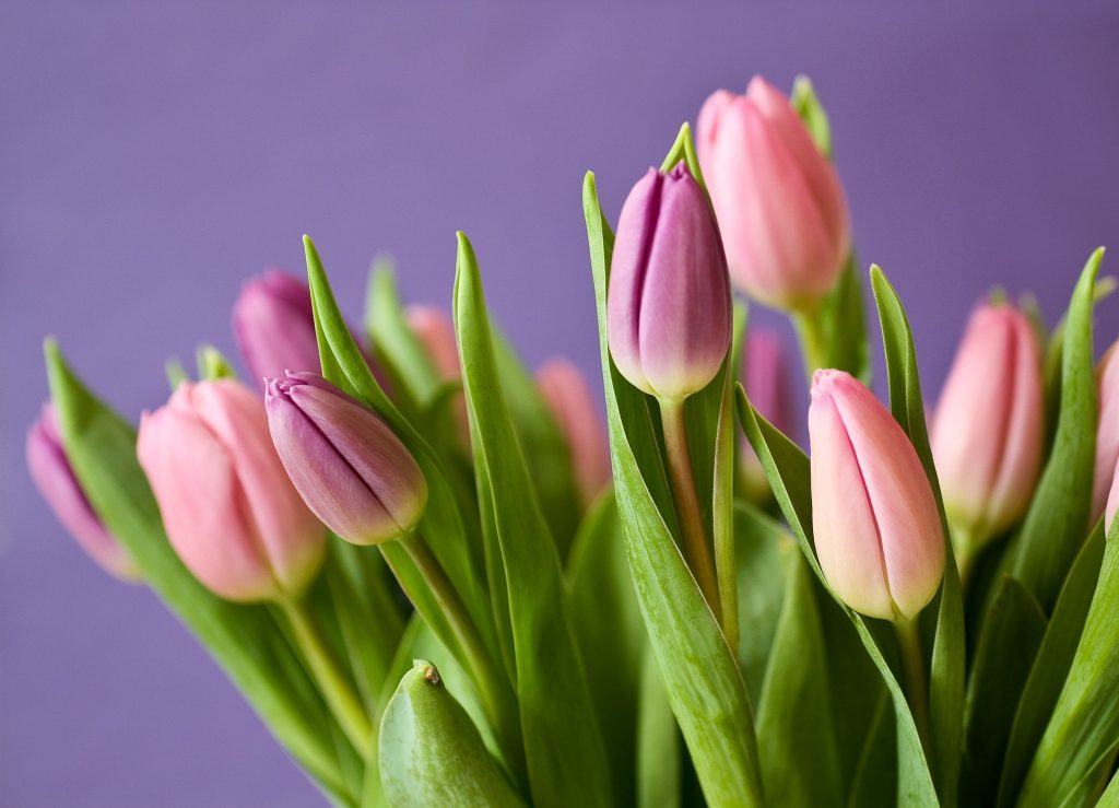 Bloemen schuin afsnijden