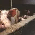 zijn varkens vies?
