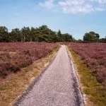 wilde dieren spotten op de Hoge Veluwe