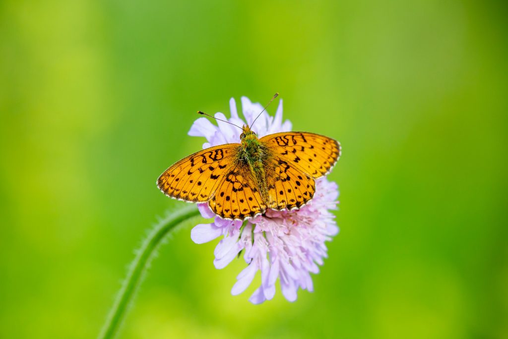 Hoe krijg je meer vlinders in de tuin?