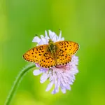 Hoe krijg je meer vlinders in de tuin?