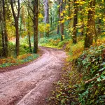 IntDrents Friese Woud wandelvierdaagse