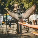 zelf vogelvoer maken