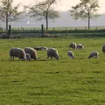 alles over fietsen in Nederland
