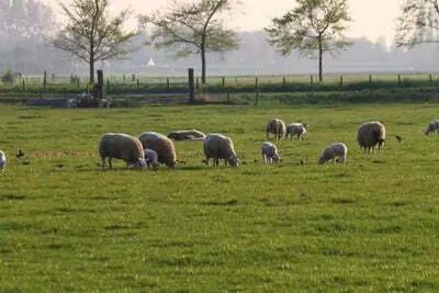 alles over fietsen in Nederland
