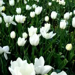 Fietsend naar de Floriade