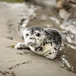 Zeehonden/ Robbentocht