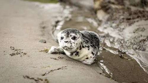 Zeehonden/ Robbentocht