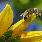 Bijenpoep op eerste zonnige voorjaarsdag