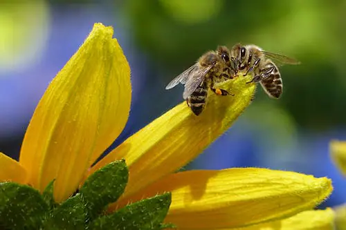 Bijenpoep op eerste zonnige voorjaarsdag