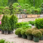 Buxus aangetast door schimmel