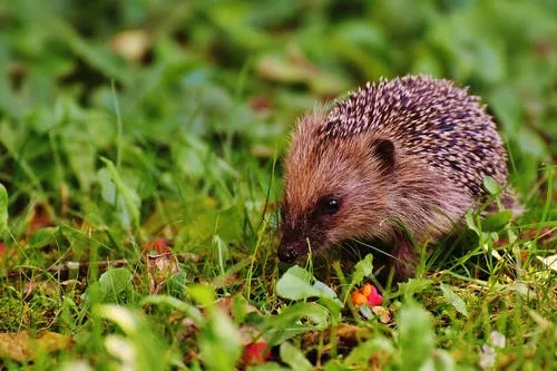 egels in de tuin