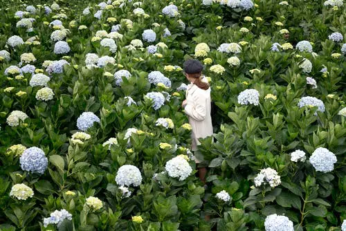 Bol-hortensia snoeien