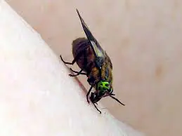 Voorkom een insectenbeet