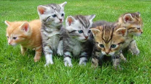 katten hoeven niet op vakantie