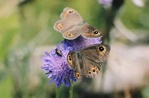 vlinders houden van vlinderstruik