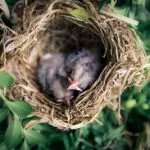 kijk mee in vogelnesten