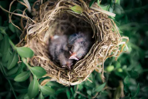 kijk mee in vogelnesten
