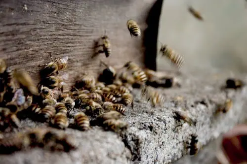 product houdt wespen op afstand