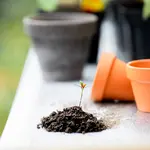 Een onderhoudsvriendelijke maar toch groene tuin creëren
