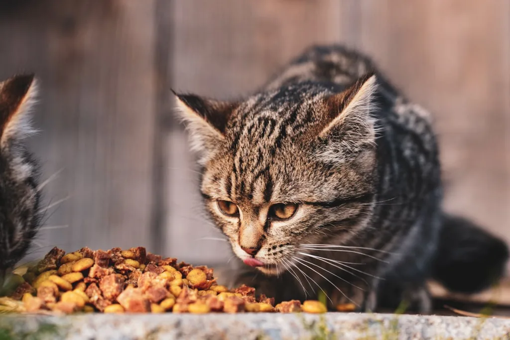 Hoeveel mag een gesteriliseerde kat eten