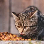 Hoeveel mag een gesteriliseerde kat eten