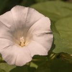 Hoe kun je een haagwinde bestrijden Tips en tricks